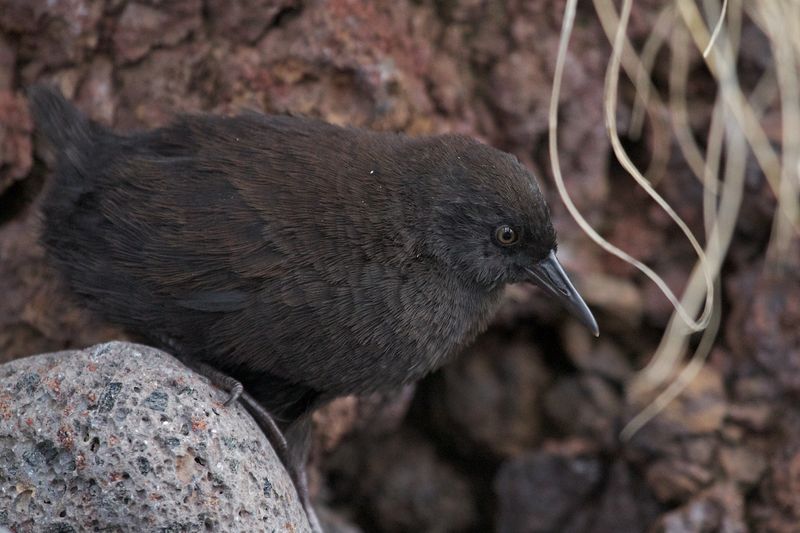 Inaccessible Island Rail