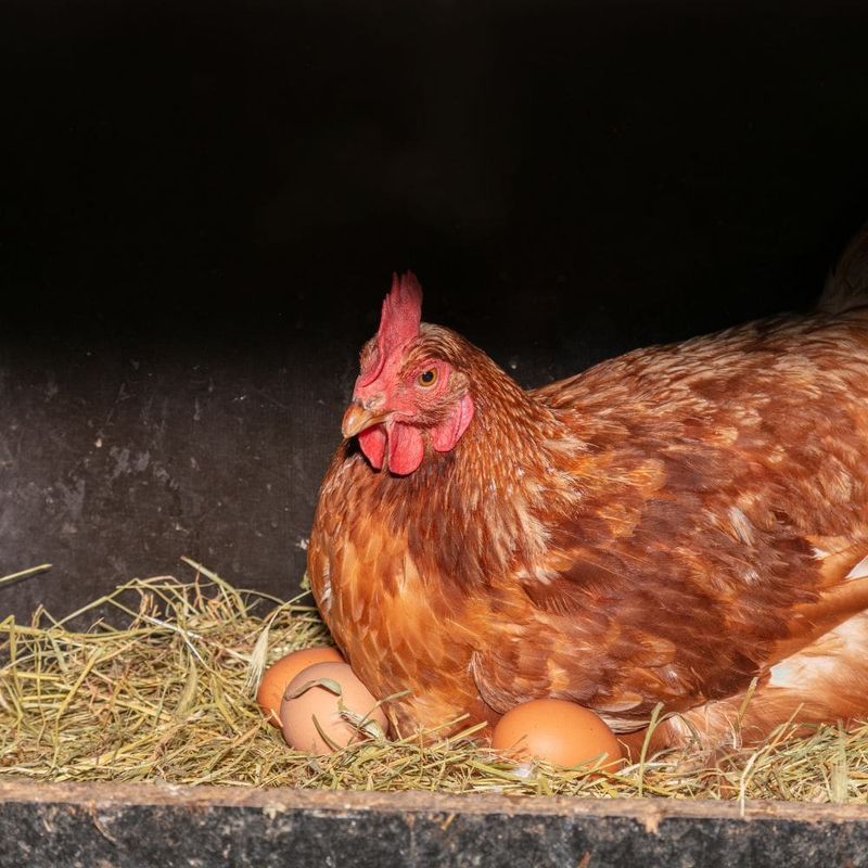 Incorrect Nest Box Placement