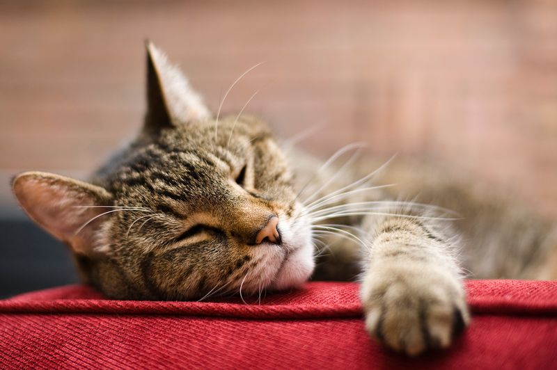 Increased Sleeping