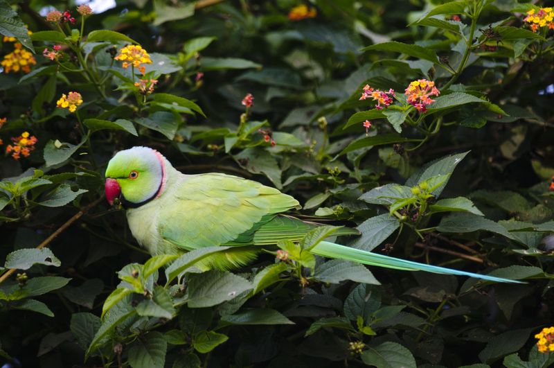 Indian Ringneck Parakeet