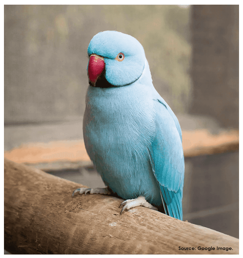 Indian Ringneck Parakeet