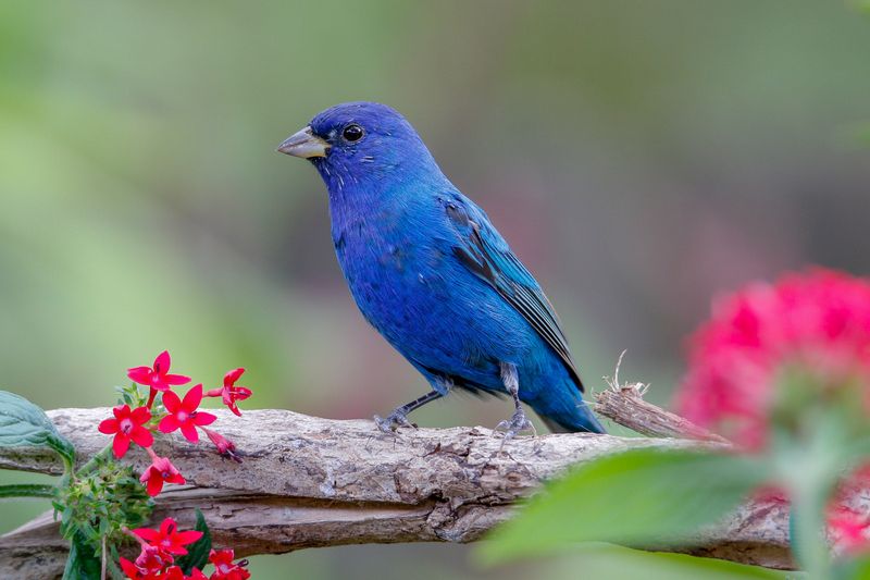 Indigo Bunting