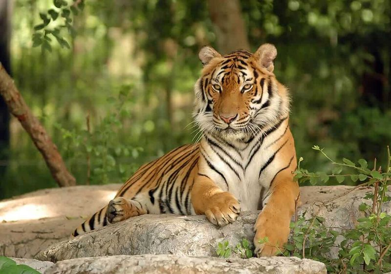 Indochinese Tiger