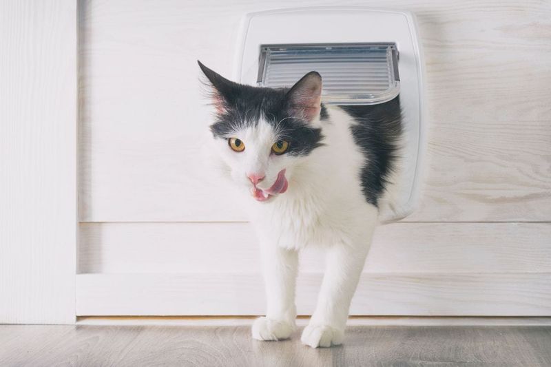 Install Cat Doors