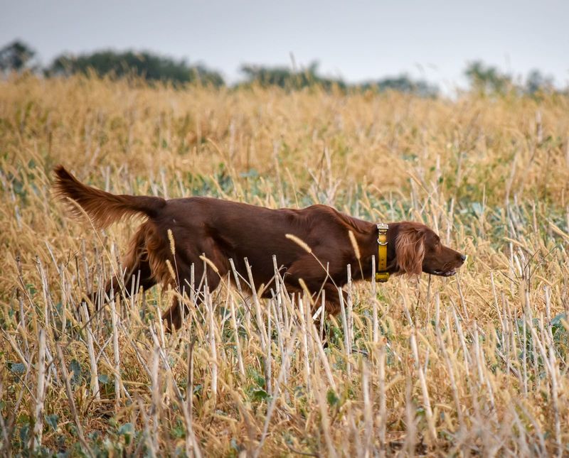 Irish Setter