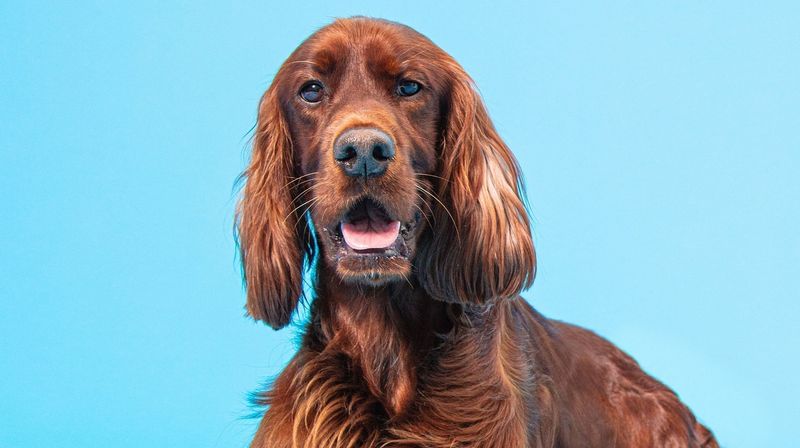 Irish Setter