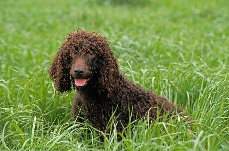 Irish Water Spaniel