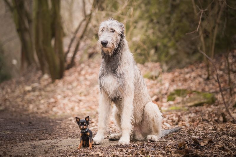 Irish Wolfhound