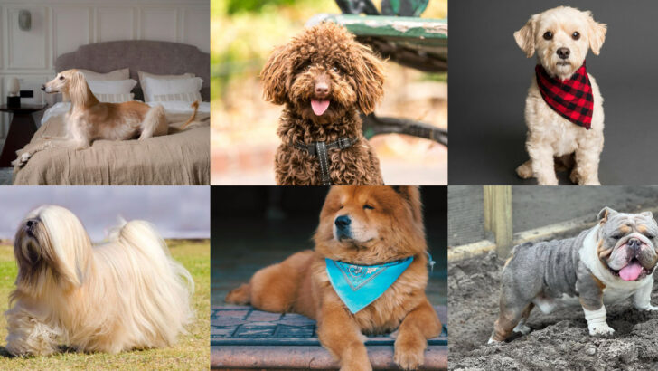 Is Your Dog a Diva? 21 High-Maintenance Dog Breeds That Require Extra Time, Care, and Effort