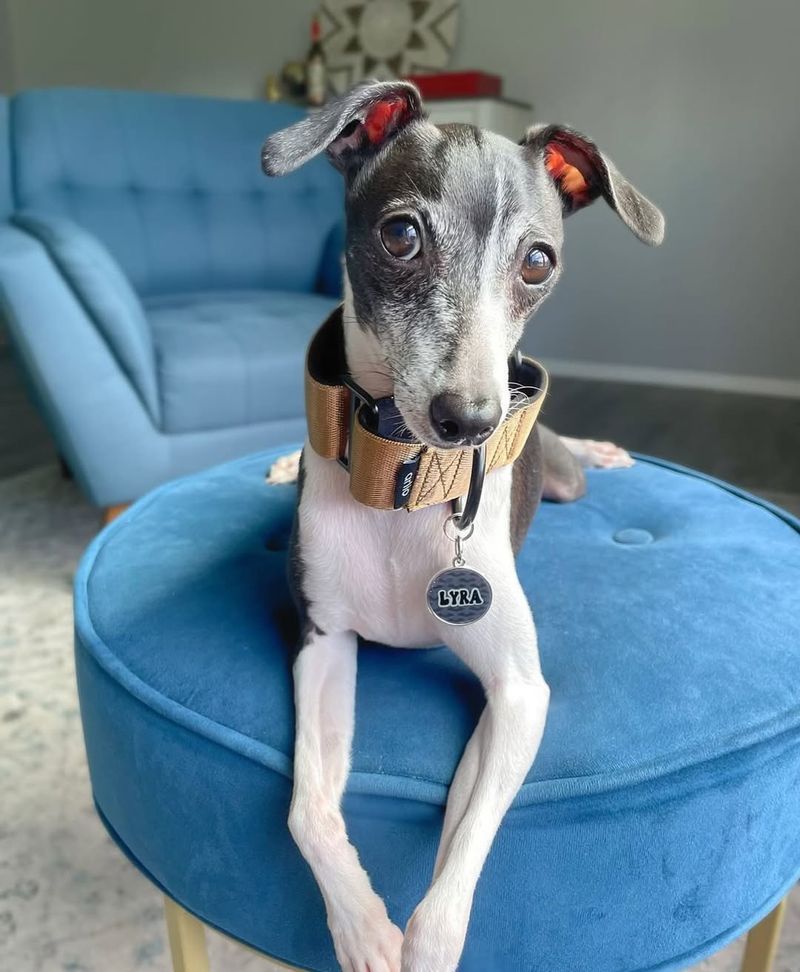 Italian Greyhound