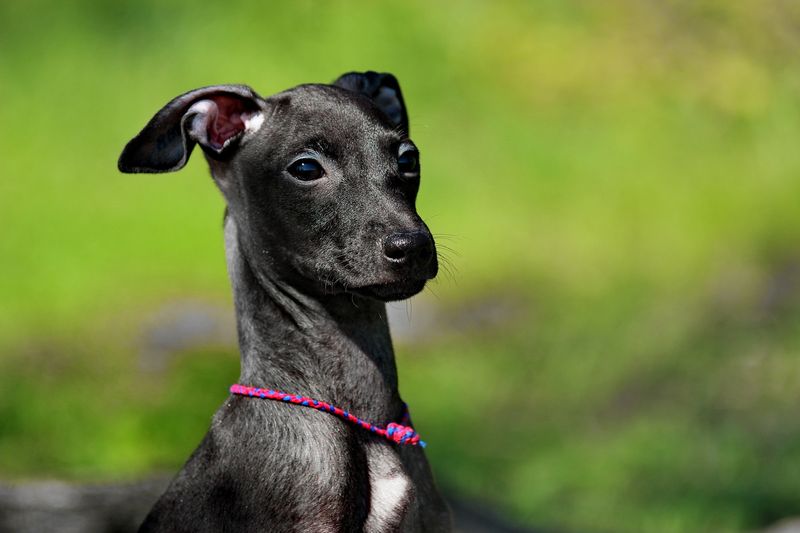 Italian Greyhound