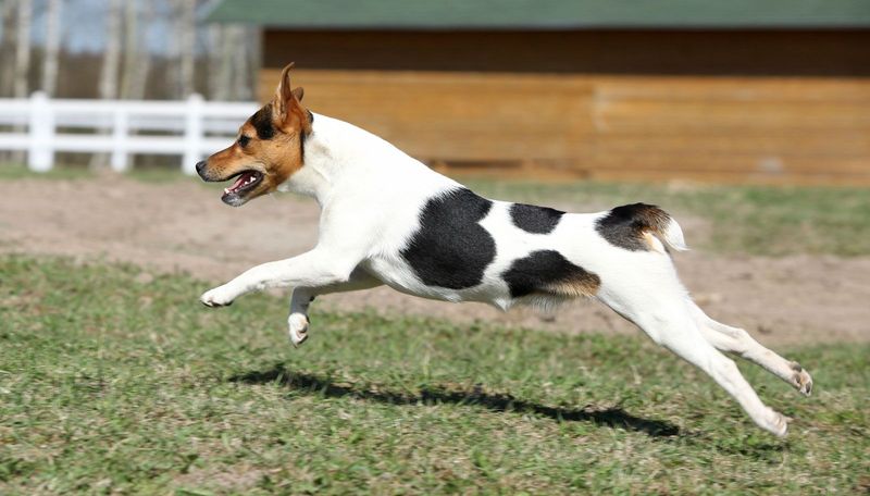 Jack Russell Terrier