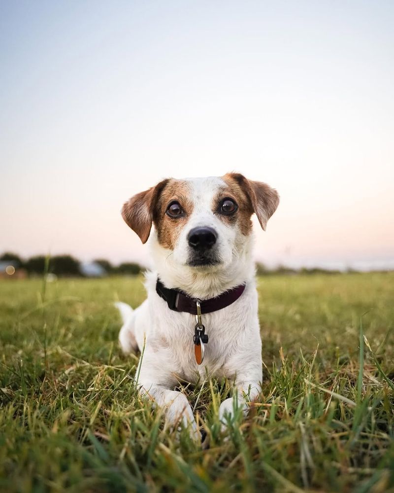 Jack Russell Terrier