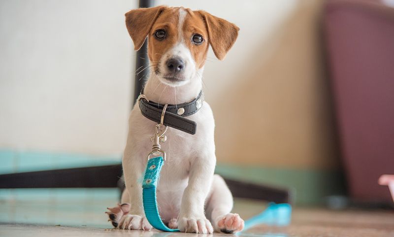 Jack Russell Terrier