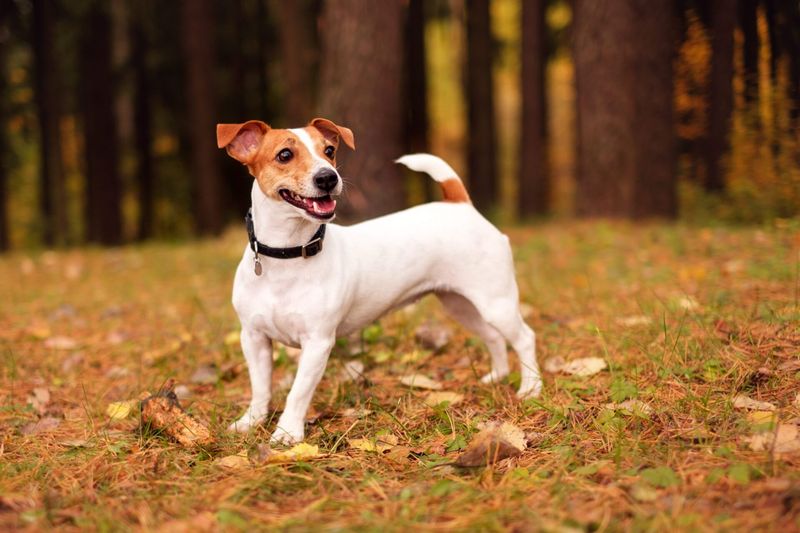 Jack Russell Terrier