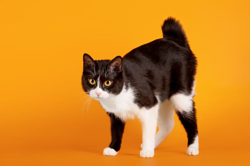 Japanese Bobtail