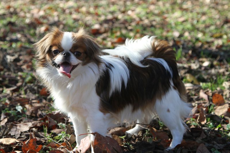 Japanese Chin