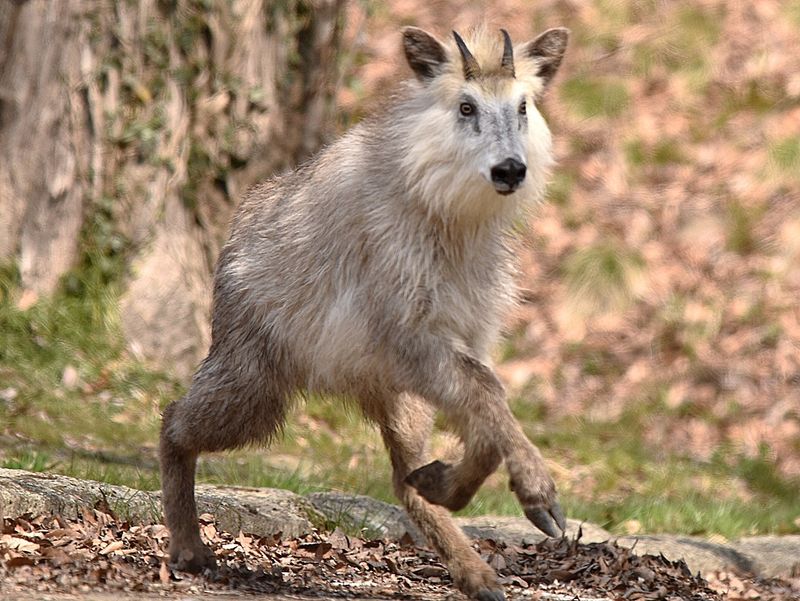 Japanese Serow