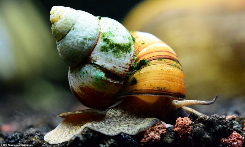 Japanese Trapdoor Snail