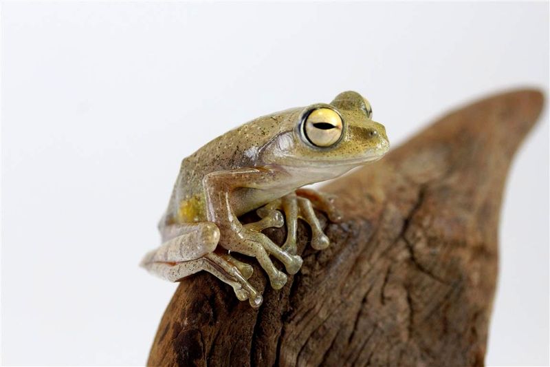 Javan Gliding Frog