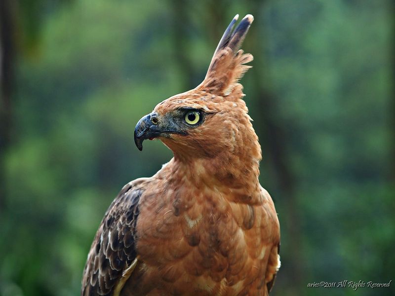 Javan Hawk-Eagle