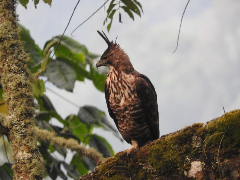 Javan Hawk-Eagle