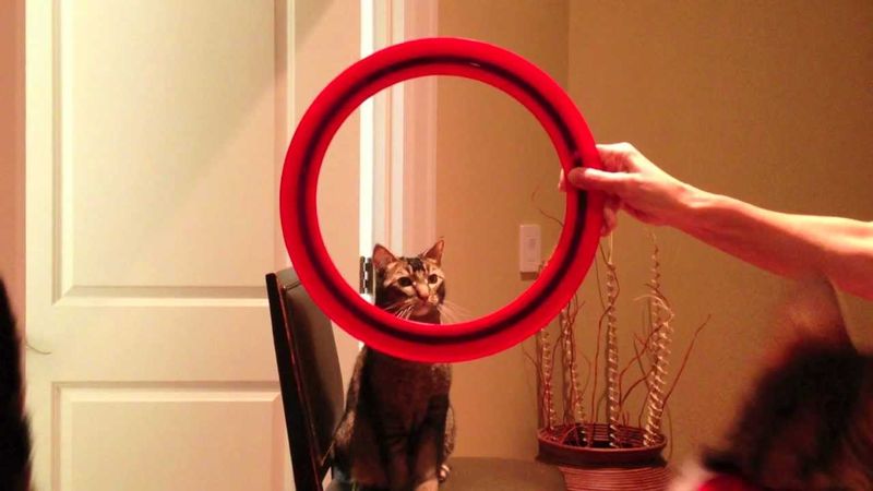 Jump Through Hoop