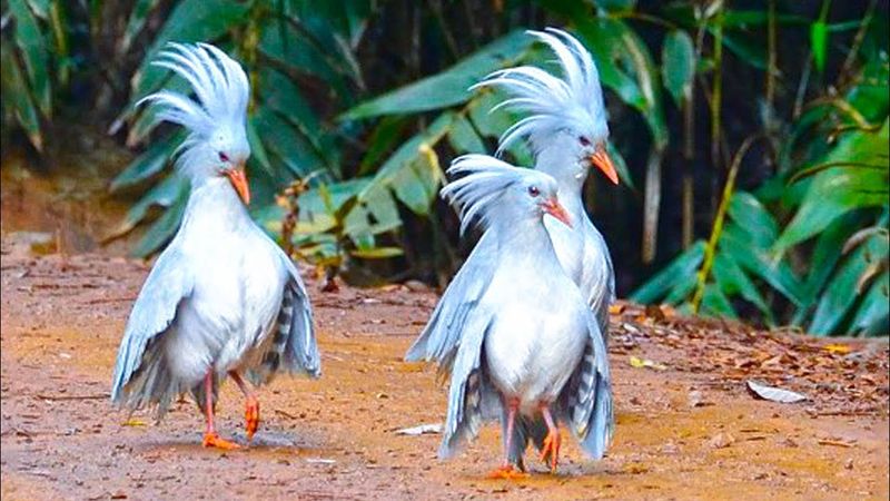 Kagu