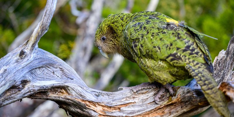 Kakapo