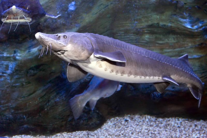 Kaluga Sturgeon