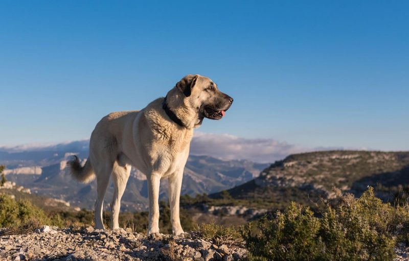 Kangal Shepherd Dog