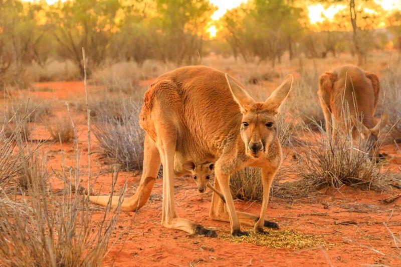Kangaroo