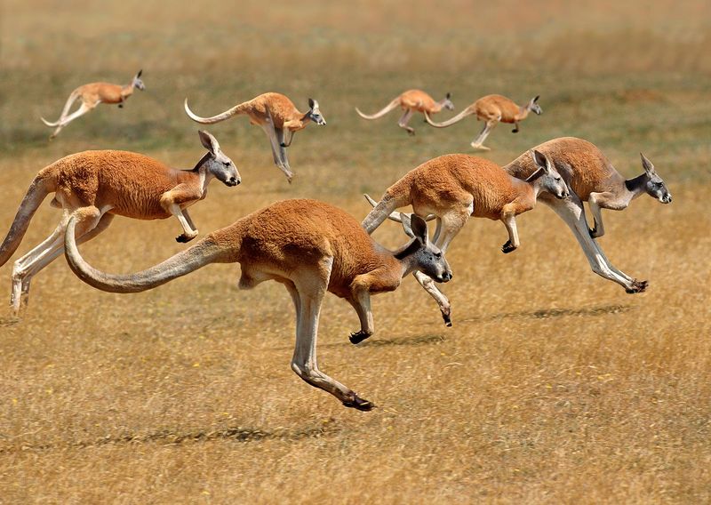 Kangaroo Communication Methods