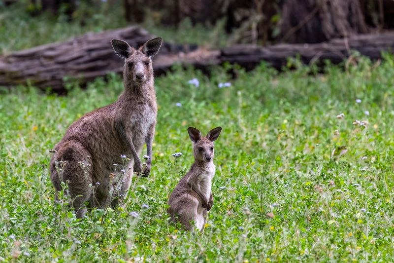 Kangaroo Conservation Efforts