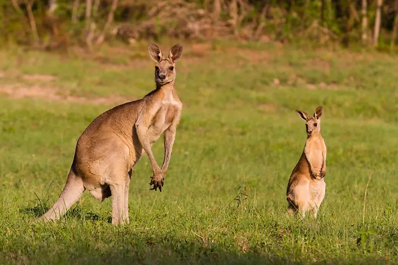 Kangaroo Diet and Feeding Habits