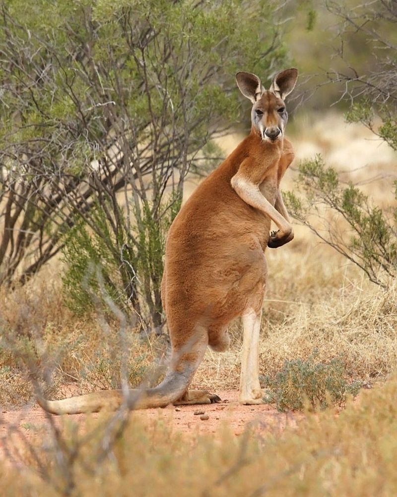 Kangaroo Evolutionary History