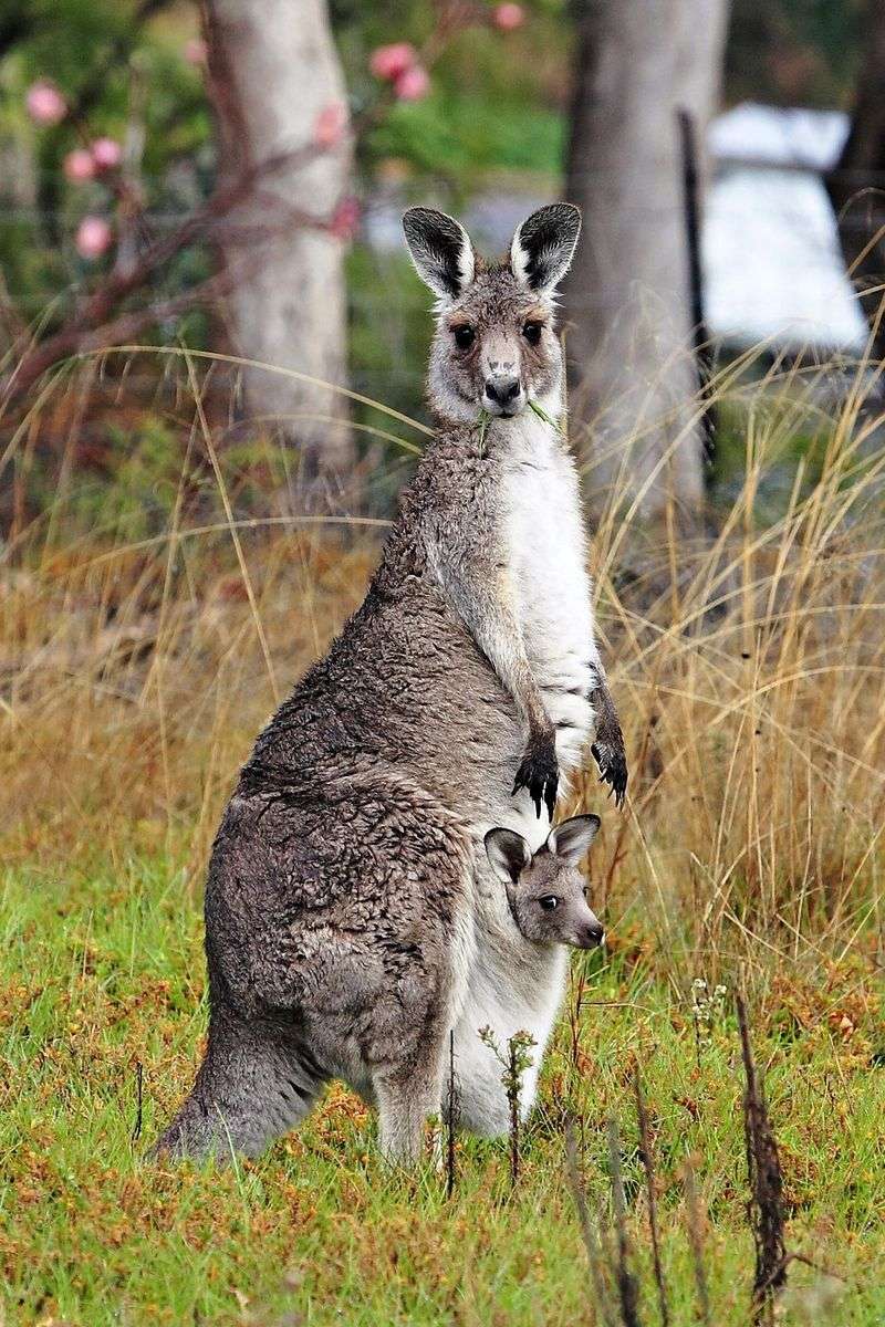 Kangaroo Heat Adaptations