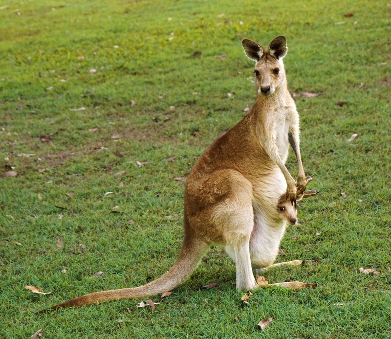 Kangaroo Hopping Efficiency