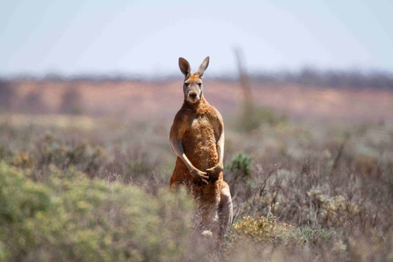 Kangaroo Lifespan and Development