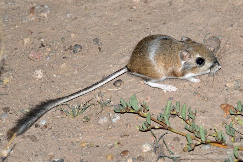 Kangaroo Rats