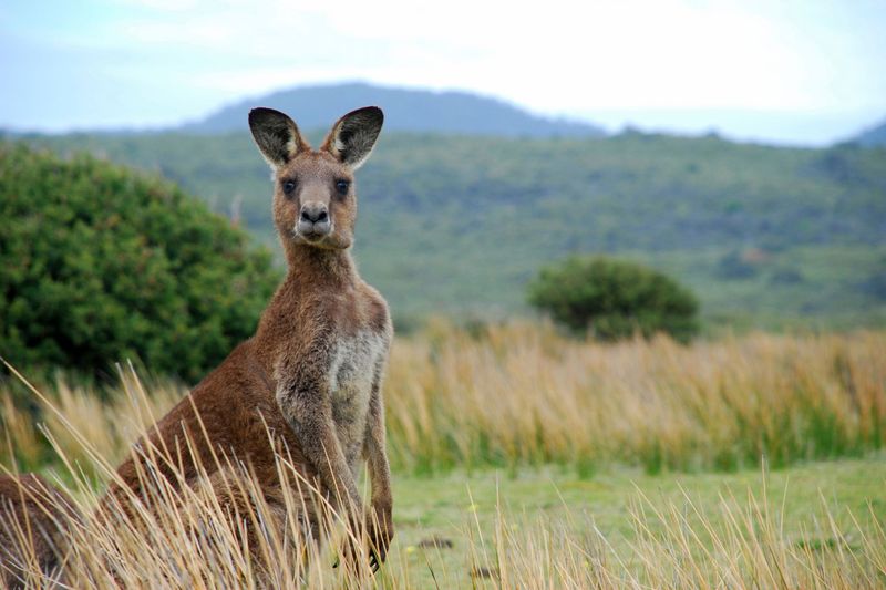Kangaroo Scientific Research