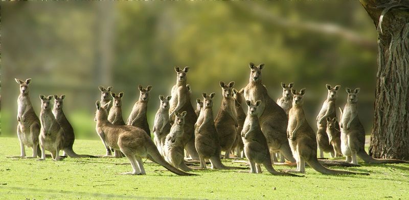 Kangaroo Social Structures