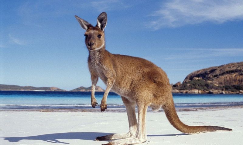 Kangaroo Tail Uses
