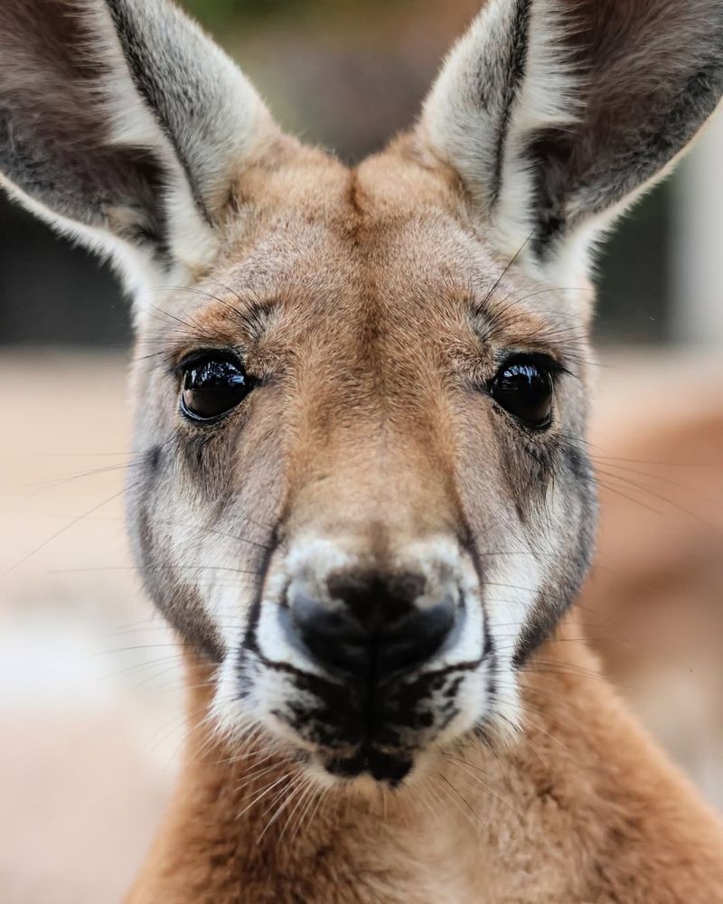 Kangaroo Vision