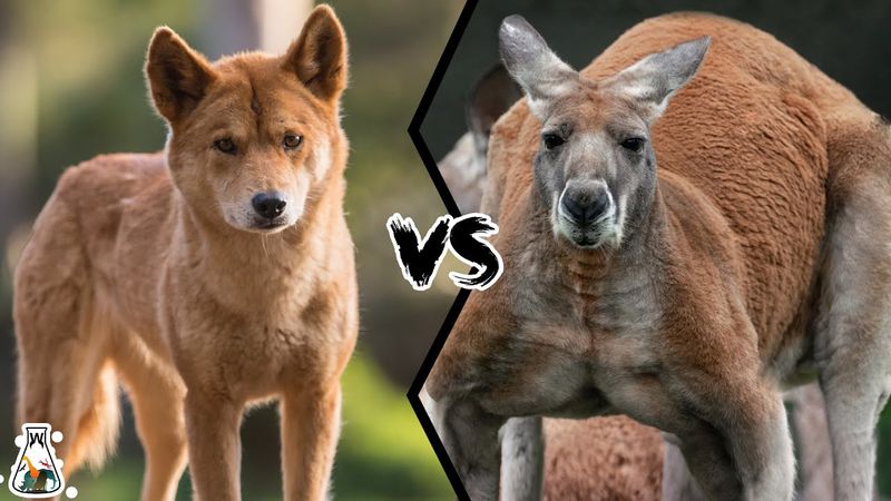 Kangaroo vs Dingo