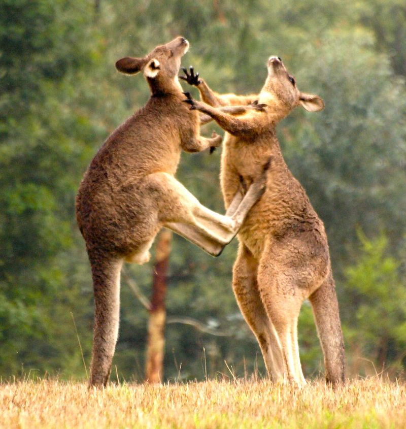 Kangaroo's Powerful Kick