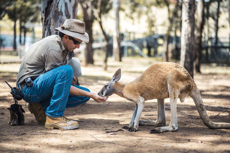 Kangaroos and Human Interaction