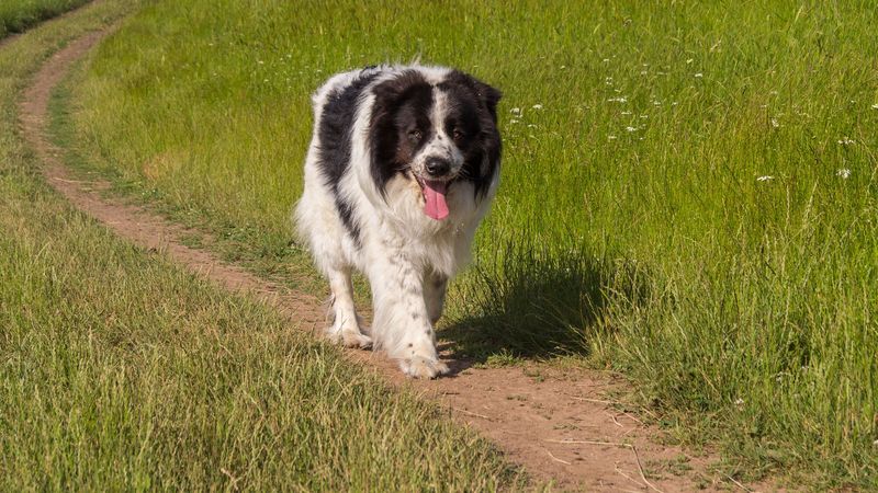 Karakachan Dog