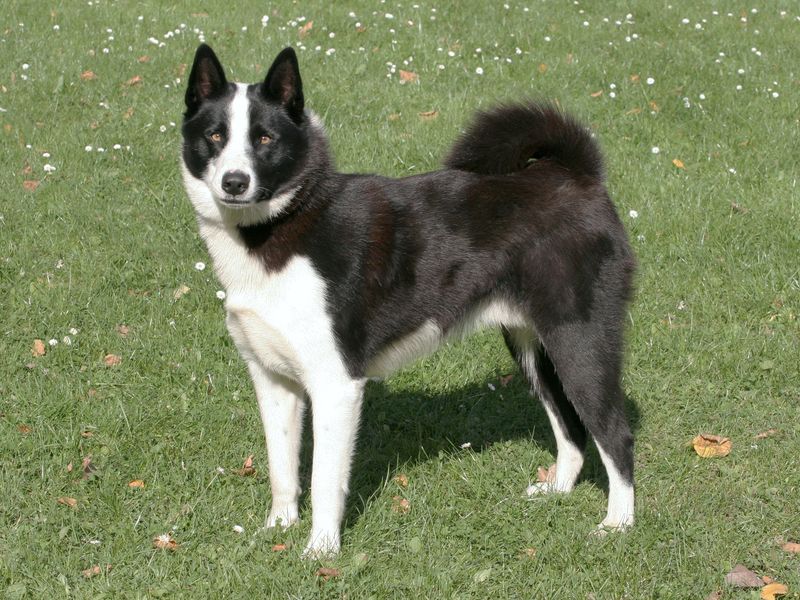 Karelian Bear Dog