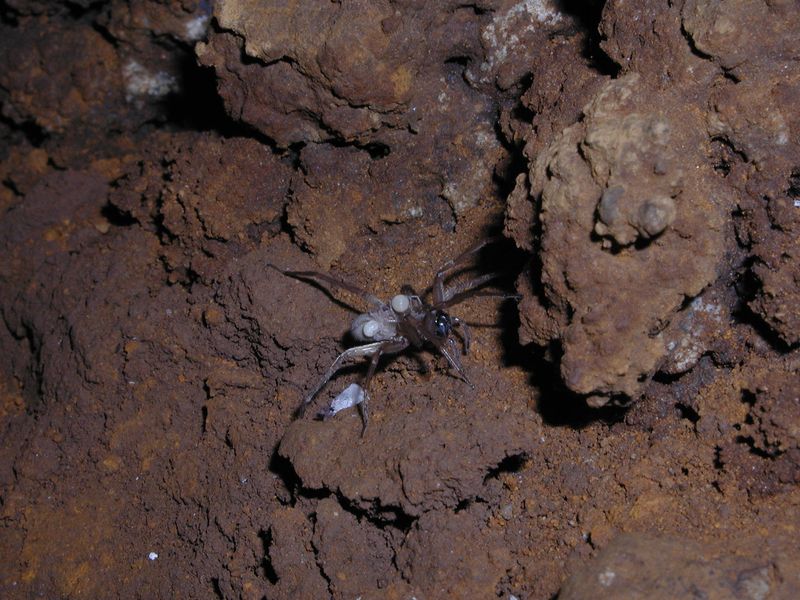 Kauai Cave Wolf Spider